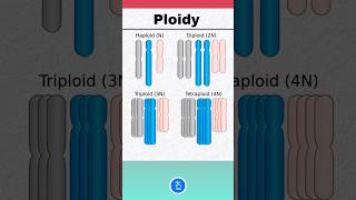 Ploidy in Genetics [upl. by Oletta]