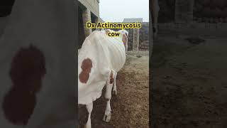 Treatment of Actinomycosis cow🐄 cow Buffalo [upl. by Ylloh]