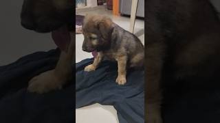 Baby dog🥰cute puppy barking4kviralshorts [upl. by Eeldarb]