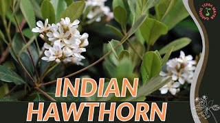 INDIAN HAWTHORN Information amp Growing Tips Rhaphiolepis indica [upl. by Atiragram]