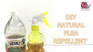 DIY FLEA REPELLENT WITH APPLE CIDER VINEGAR [upl. by Brause]