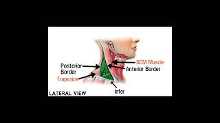 Triangles Of Neck Anatomy  Topography of Neck  Neck Muscles Anatomy  Part 3 [upl. by Ellinnet]