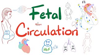 Fetal Circulation  Explained Clearly  Placenta Umbilical Vessels Ductus Arteriosus Venosus [upl. by Anil83]