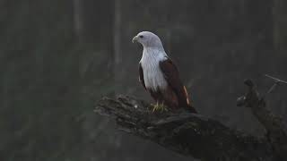 Brahminy Kite [upl. by Antonina980]