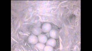 Chickadee Eggs in the nest [upl. by Collbaith]