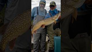 Aggressive Pike in Canada  Wollaston Lake Lodge  Fly Fishing [upl. by Halet]