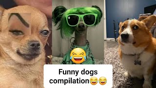 Dogs doing funny things😅 best of the month😅 [upl. by Haleehs]