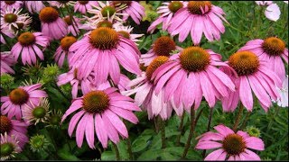 Echinacea purpurea Natures Miracle Plant Harvesting Dormant Roots For Propagation amp Tincture [upl. by Anuait]