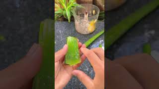 Aloe vera formula is very good for the skin shorts skincare aloevera [upl. by Esilehc]