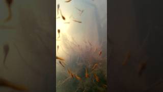 Baby Fish underWater shorts fyp foryou fish fishing underwater natural survival [upl. by Elrae]