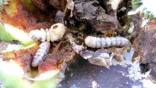 Cactus Longhorn Beetle Larva eating my cactus [upl. by Wanfried268]