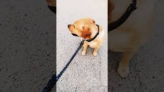 Dog training commandsbestguarddog dogtraining love guarddogbreeds dogcommands funny guardog [upl. by Sera]