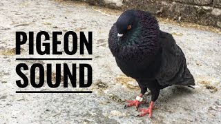 Pigeon Sound Effect  Male Pigeon Super Performance  Black Pigeon [upl. by Mali]