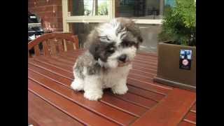 Maltese Shih Tzu A VERY CUTE PUP [upl. by Netsirhc]