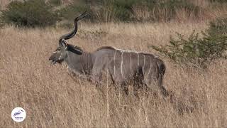 Encounter with a Majestic Kudu Bull [upl. by Areta]