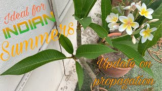 All about plumeria alba  Update on the propogation [upl. by Alrac]