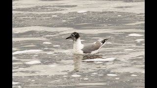 Franklins Gull Crossness London 14724 [upl. by Tuhn]