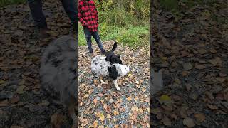 Playdate with Toula Muggzy Girlfriend miniaustralianshepherd puppy miniaussies [upl. by Nawad]