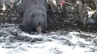 Black Bear fishing for salmon at Traitors Cove near Ketchikan [upl. by Shakespeare]