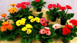 How to grow gerberas in pots at home [upl. by Sussna]