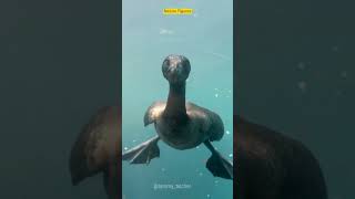 Cormorant Bird  Expert diving bird [upl. by Hedvah]