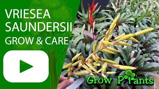 Vriesea saundersii  grow amp care also as houseplant [upl. by Ellis]