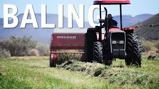 Raking amp Baling Lucerne [upl. by Ijok]