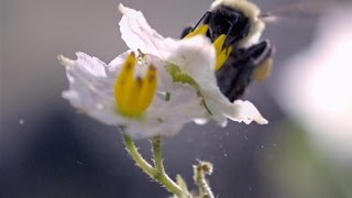 SloMo Footage of a Bumble Bee Dislodging Pollen [upl. by Shreeves]