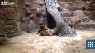 Lion kills lioness in Polish zoo [upl. by Ermin938]