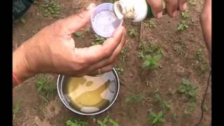 Hormone spray in bitter gourd cultivation Odia Varrat Odisha [upl. by Hayn964]