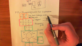 The Protein Kinase C Pathway Part 1 [upl. by Jean-Claude496]