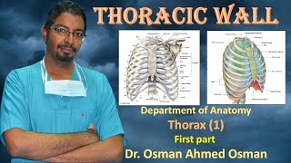 1 Thoracic wall first Part [upl. by Nahgem259]