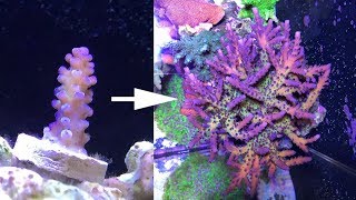 2 years of SPS and Acropora coral growth [upl. by Ocire5]