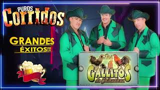 Los Gallitos De Chihuahua  Las Mejores Canciones  Puros Corridos Mix Pa Pistear  30 Grandes [upl. by Rika]