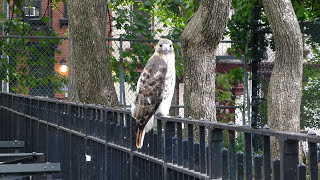 Adult redtailed hawk catches a rat in Tompkins Square [upl. by Pasia]