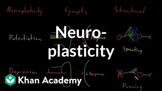 Neuroplasticity  Nervous system physiology  NCLEXRN  Khan Academy [upl. by Iruyas]