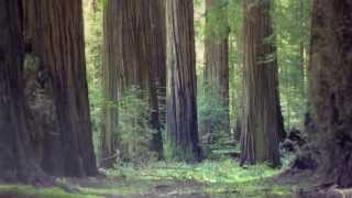 The California Redwoods A Poem [upl. by Edwards427]