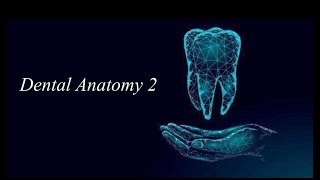 Periodontal Ligament PDL [upl. by Zetnauq]