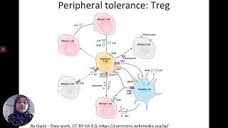 BMT 311 Immunology Immunological tolerance [upl. by Mauri143]