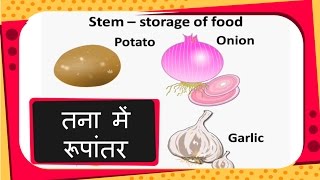 Science  Stem Modifications  Hindi [upl. by Iams265]