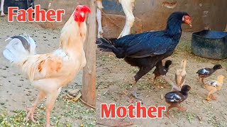 White Rooster 🐔 Aseel Murga and Black Aseel Hen with One Month Baby Chicks [upl. by Fabiano]