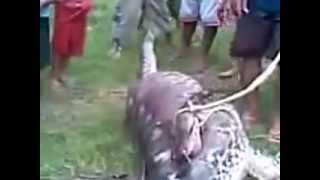 Un serpent avale UNE VACHE  incroyable [upl. by Lynch635]