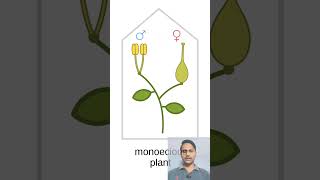 Monoecious and Dioeciousstudy biology study [upl. by Shell]