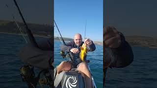 little yellowbelly rockcod on the dropshot while kayakfishing of Westbrook fishing kayak [upl. by Laddy]