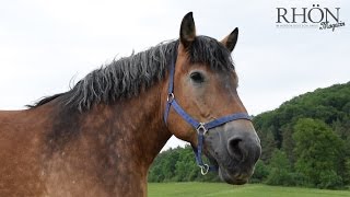 RheinischDeutsches Kaltblut  Wilde Rhön [upl. by Hawger]