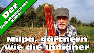 Milpa gärtnern wie die Indianer Die Ernte [upl. by Driskill424]