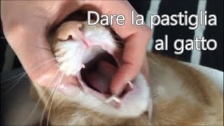 Come dare la pastiglia al gatto [upl. by Weinshienk41]