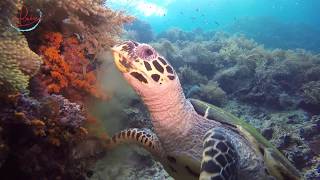 Friendly Hungry Turtle with Coralia Liveaboard in Raja Ampat [upl. by Sterner]