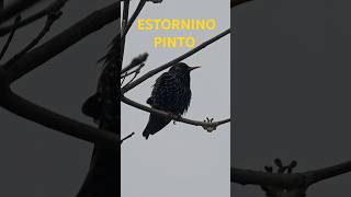 Estornino pinto estorninopinto parquelasheras comuna14 birds Sturnusvulgaris shortsvideo [upl. by Spratt]