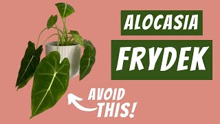 5 causes for droopy leaves on the Alocasia Frydek  And how to fix them [upl. by Alomeda]